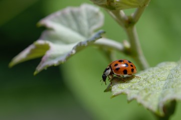 Ladybug on grape leaf