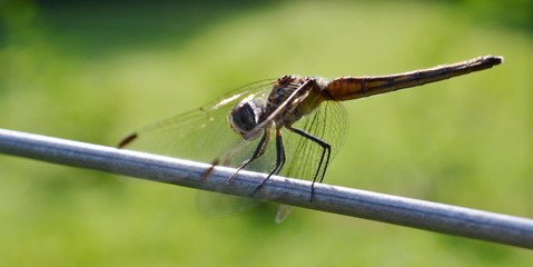 Dragonfly on wire