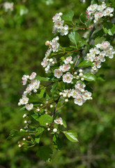 Obraz premium Blüten vom Weißdorn