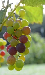 Grapes ripening on vine
