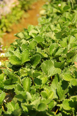 Agriculture farm of strawberry field