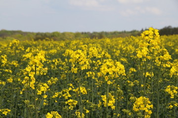 Obraz premium Blühendes Rapsfeld