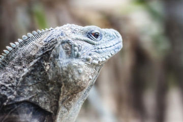 Iguana Photo