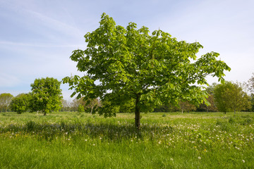 Fototapeta premium Blossoming chestnut in a meadow