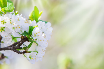 Kirschbaumblüte, Grußkarte