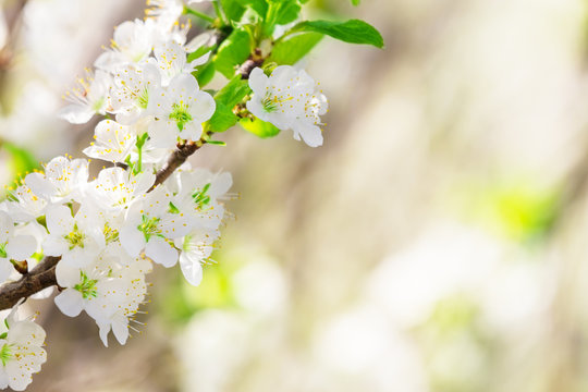 Kirschbaumbl&uuml;te