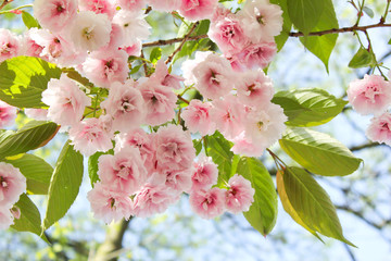 blumiger Kirschbl&uuml;tenast