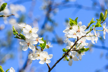 white blossoms in spring