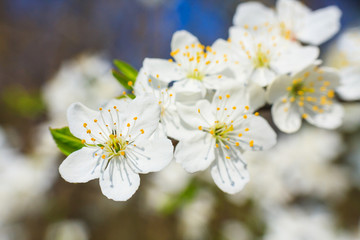 white blossoms in spring