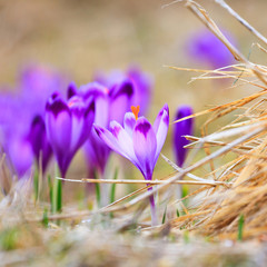 Blooming violet crocuses, spring flower