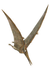 Pteranodon © photosvac