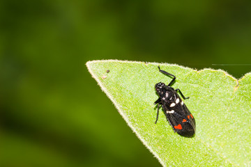 Spittle bug