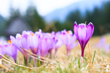 Blooming violet crocuses, spring flower