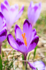 Blooming violet crocuses, spring flower