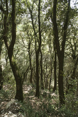 Steineichenwald bei der Einsiedelei 