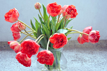 Fototapeta premium Tulpen