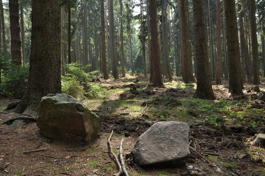 photo of forest in middle Europe