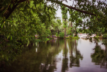Trees, a lake in the Park. Tilt shift.