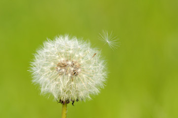 Fototapeta premium タンポポ