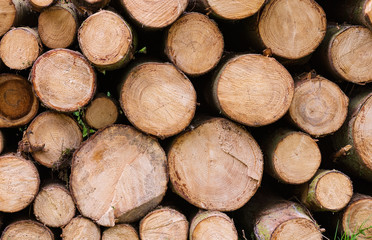 Heap of cutted wood