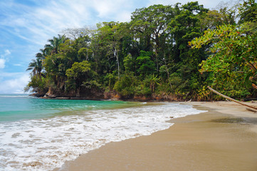 Tropical beach vegetation