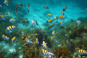 Fototapeta na wymiar Underwater fish school swim on coral reef