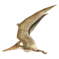 Flying Pteranodon © photosvac