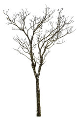 Dry tree isolated