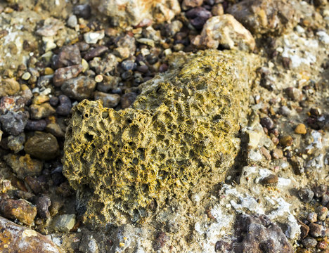 Coral fossil become rock