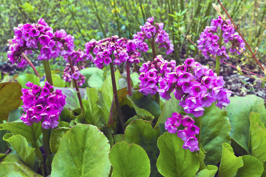 Purple springtime garden flowers Bergenia cordifolia.