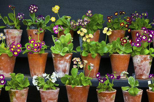 Primula Auricula Primulaceae in a terracotta pot.