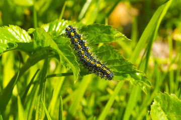 Caterpillar