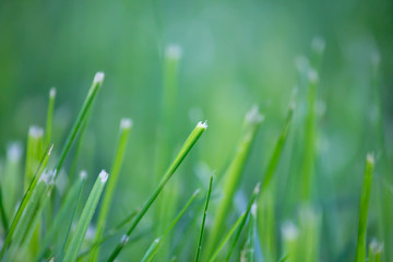 Spring grass