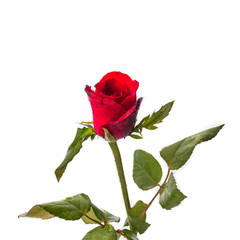 A red rose isolated.