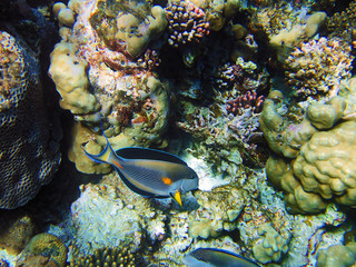 Tropical fish on the coral reef in Red Sea
