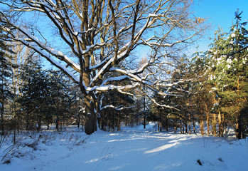 Fototapeta premium Oak tree in the winter forest