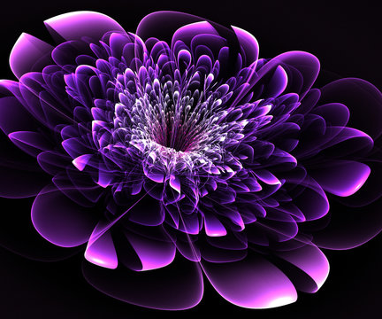 Beautiful Purple Flower On Black Background. Computer Generated