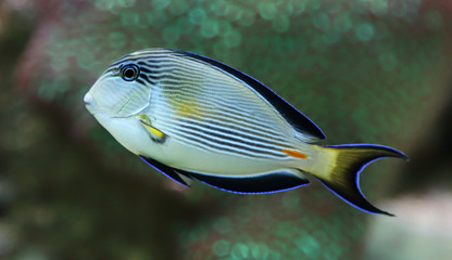 Close-up view of a Sohal surgeonfish, Acanthurus sohal