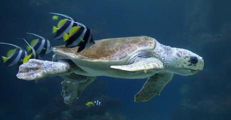 Loggerhead sea turtle with reef fishes