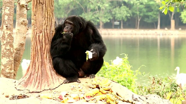 chimpanzee  in chiangmai-nightsafari chiangmai Thailand