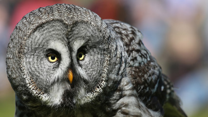 Portrait view of a Great Grey Owl - Strix nebulosa