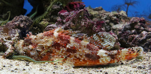 Fototapeta na wymiar Close-up view of a Red Scorpionfish - Scorpaena scrofa