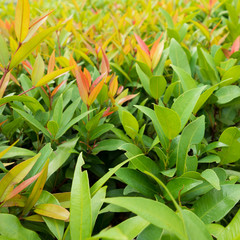 Close up Green plant on field