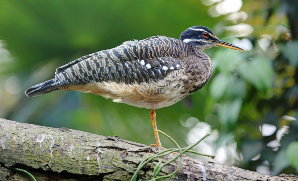 Close-up view of a Sunbittern - Eurypyga helias