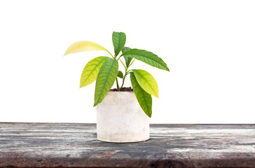 homegrown avocado plant in the white flowerpot isolated image