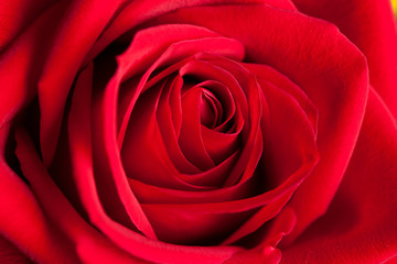 Red Rose Macro