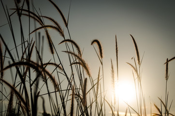 Obraz premium Grass Plumes At Dawn