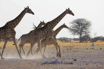 Giraffe's running © hannesthirion