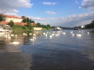 Obraz premium white swan