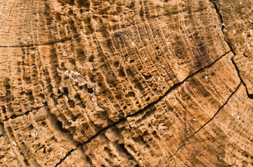 Fototapeta premium wood texture